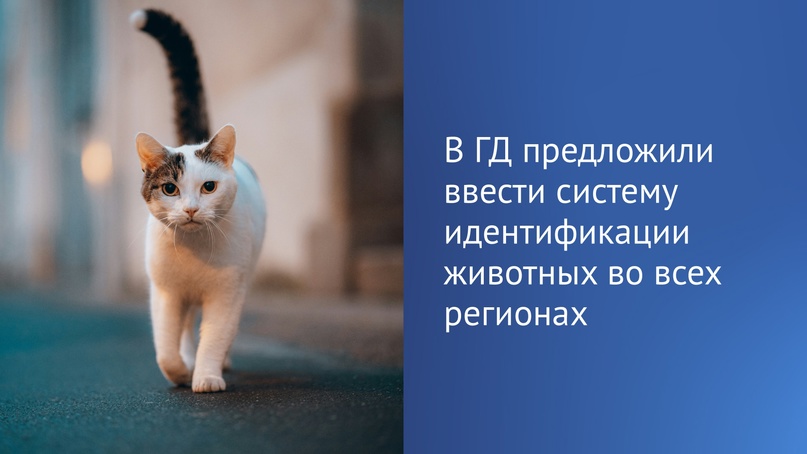 «Важно, чтобы животные стали действительно пассажирами, а не багажом».