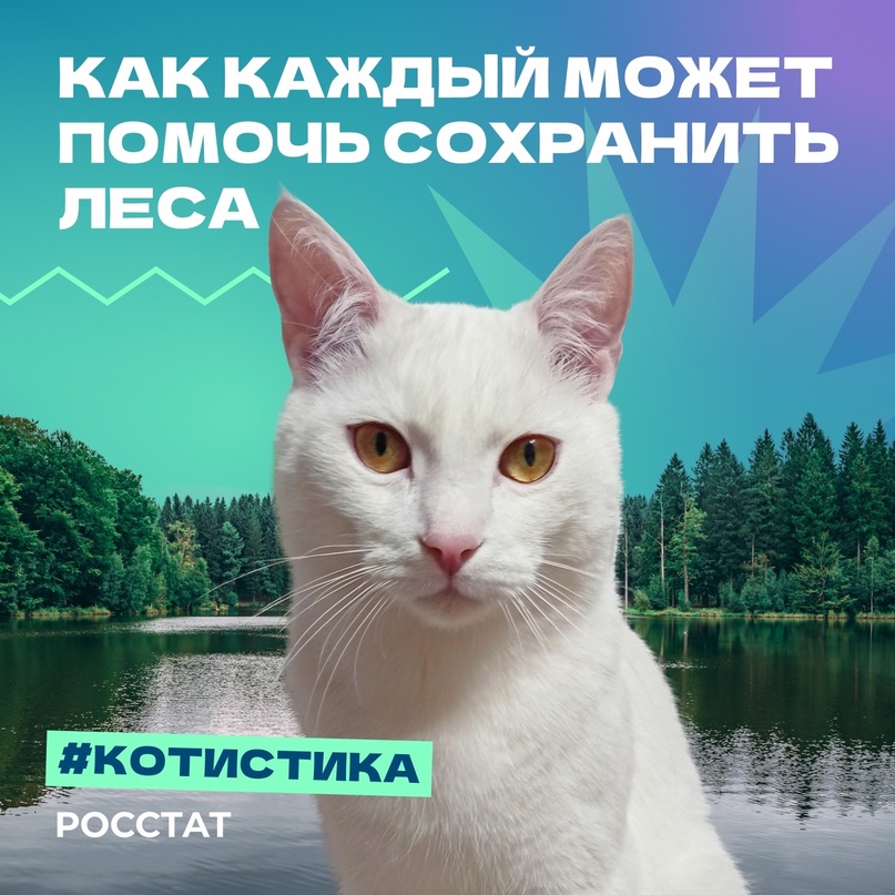 #Котистика В 2023 году в Российской Федерации воспроизвели 1 170 тысяч гектаров лесов