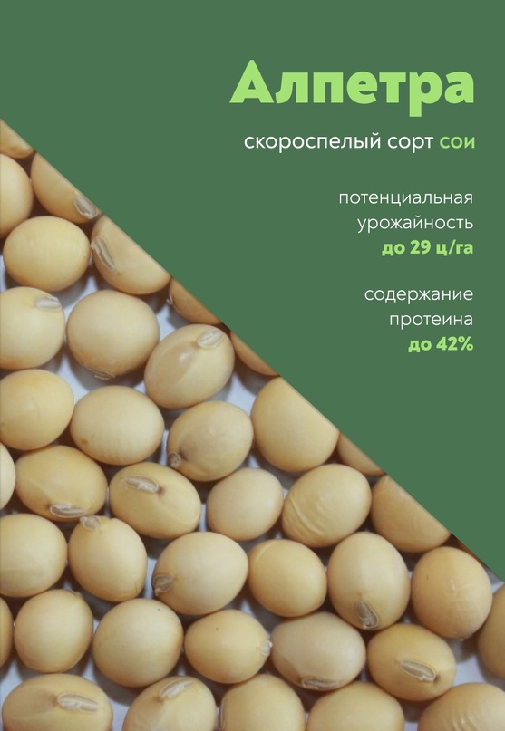 Сегодня рассказываем об Алпетре – новом высокопродуктивном сорте с высоким содержанием белка, созданном учеными ВНИИ сои.