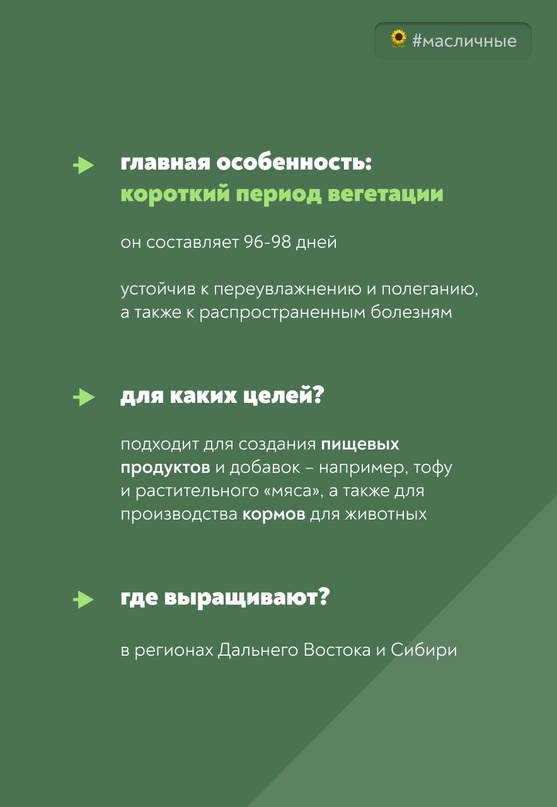 Сегодня рассказываем об Алпетре – новом высокопродуктивном сорте с высоким содержанием белка, созданном учеными ВНИИ сои.