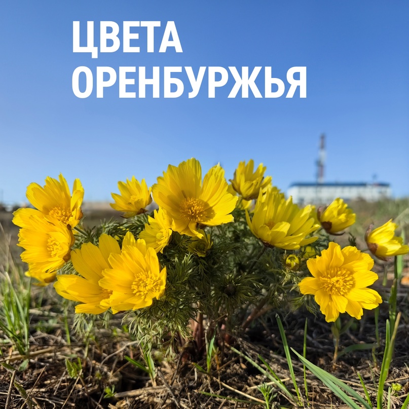 Степи Оренбуржья расцвели! Наши нефтяники с Царичанского месторождения прислали нам эти красочные фото и рассказали о растениях, изображенных на них.