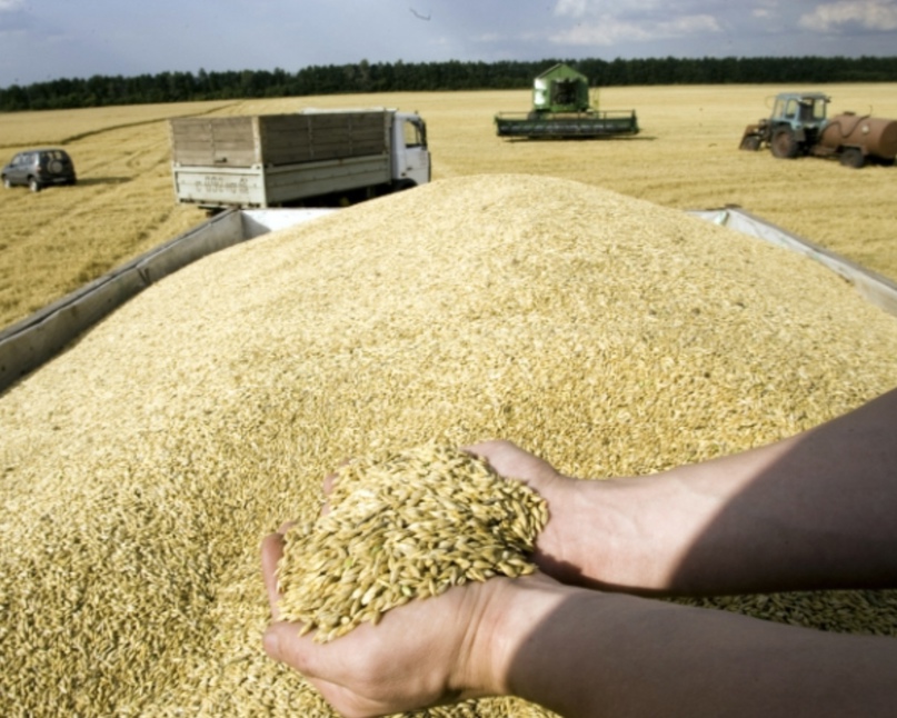 Аналитический центр «Русагротранса» понизил прогноз урожая пшеницы с 92 млн т до 89,9 млн т, сообщили «Агроинвестору» в компании