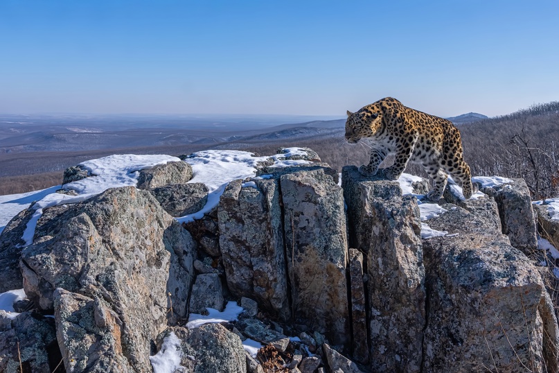 Леопард Сахаринка принимает участие в фотоконкурсе!