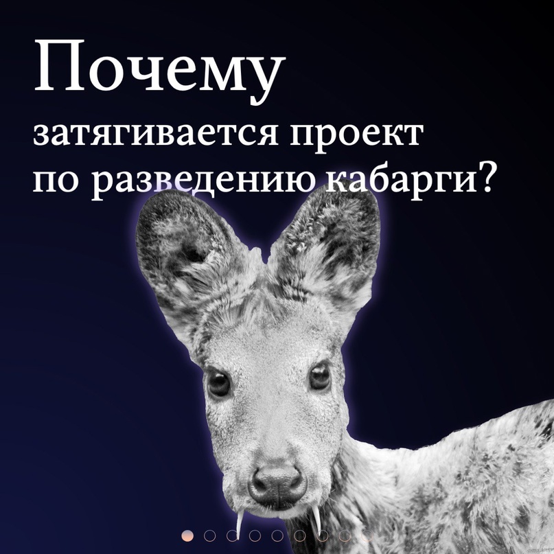 Кабаргу разводят? Проект по созданию научно-клинической лаборатории с питомником для разведения и содержания кабарги реализуется на низком уровне: сроки не…