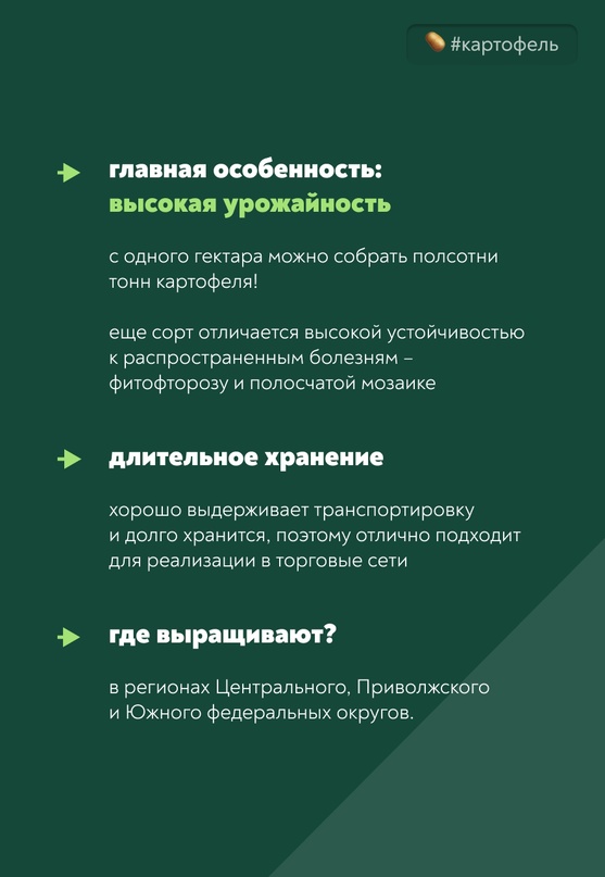 Урожайный и устойчивый к болезням Ариэль – один из популярных российских сортов от селекционеров ФИЦ картофеля имени Лорха.