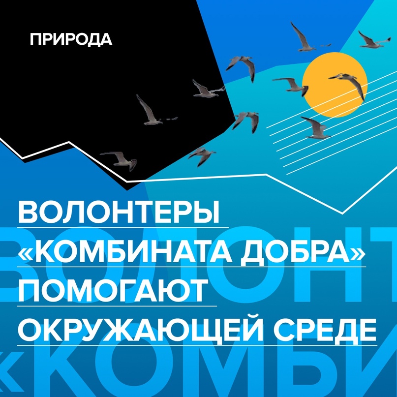 Стражи природы: волонтеры «Комбината добра» заботятся об окружающей среде в лесах и городах