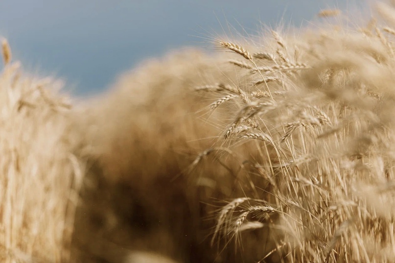 В агрохолдинге «Степь» стартовала уборочная кампания. Из-за погодных условий работы начались раньше привычных для юга России сроков. Традиционно первыми к…