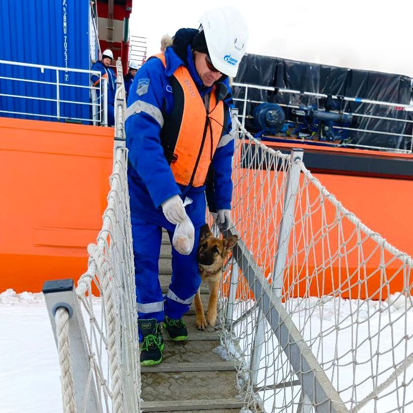 Во время метели наши моряки увидели на льду Обской губы одинокую собаку