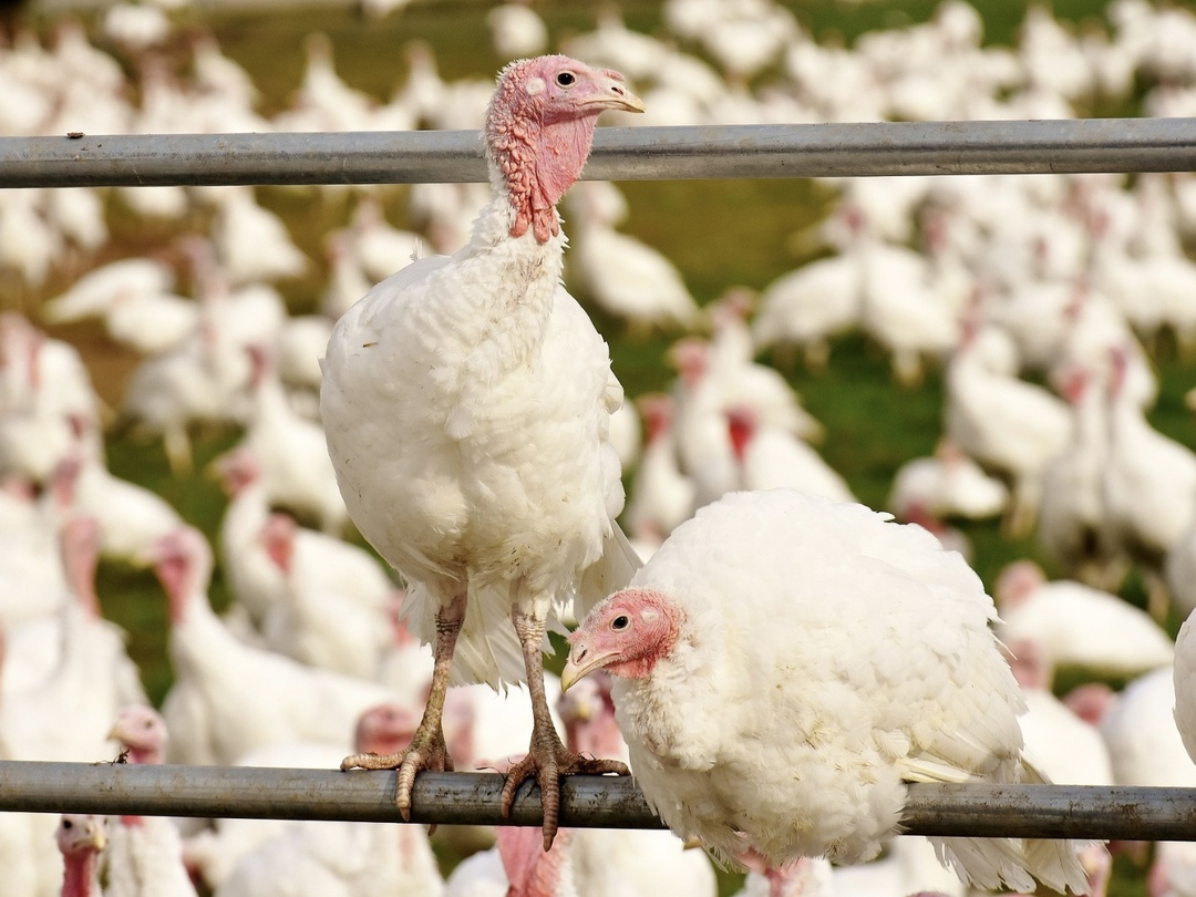 В селе Целинное Алтайского края началось возведение птицеводческого комплекса. Инвестор проекта – компания «Вирт» – ведет строительство фабрики с нулевого…