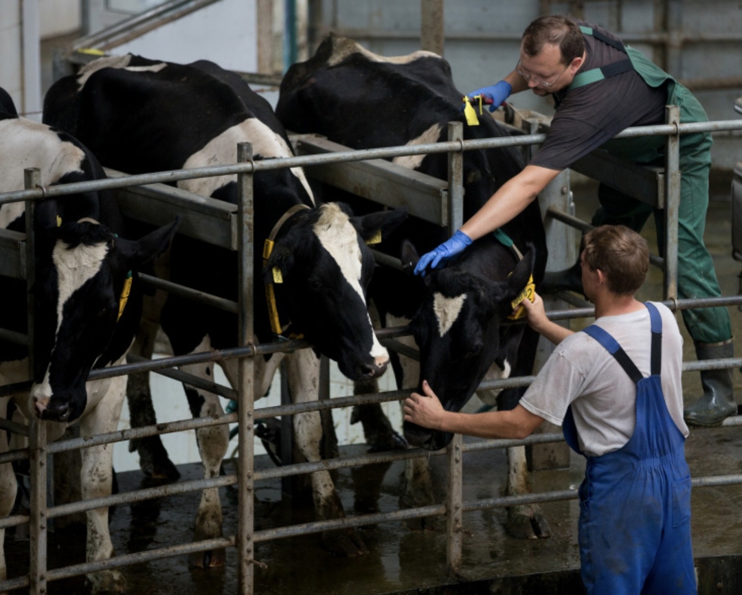 В рейтинге крупнейших производителей молока от «Союзмолока», Milknews и Streda Consulting 15 компаний перешагнули рубеж в 100 тыс. т молока в год, а топ-30 в…