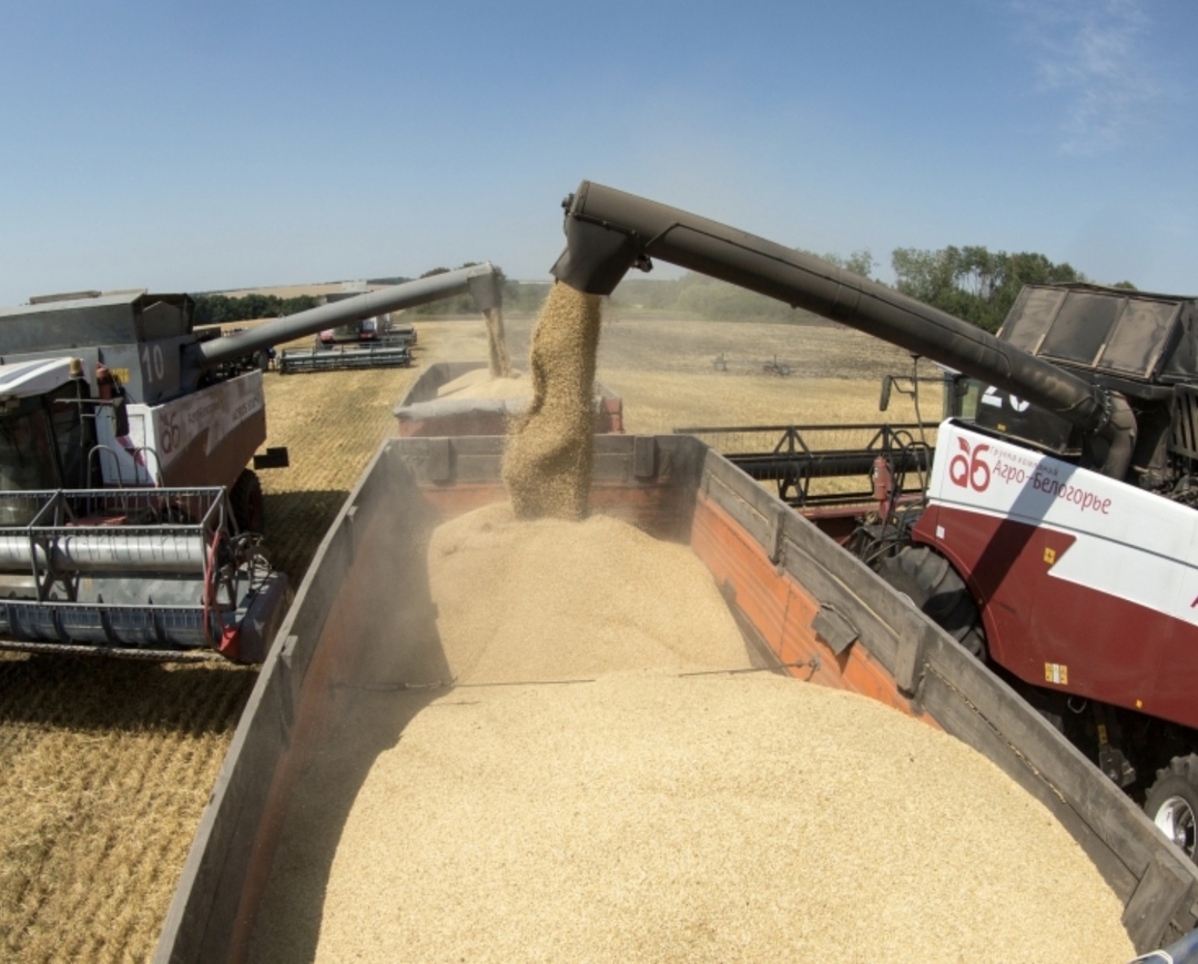 Аналитический центр «СовЭкон» повысил прогноз урожая зерна со 127,4 млн т (июньская оценка) до 130,5 млн т, пишет «Финмаркет». В том числе оценка сбора пшеницы…