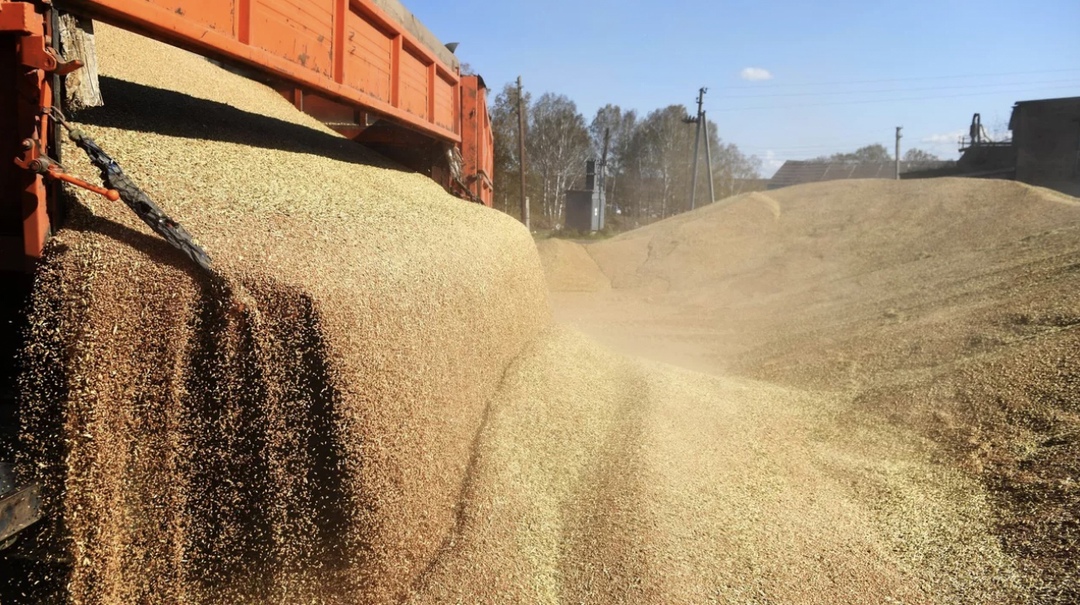 Россия с 1 по 20 июля отгрузила на экспорт 2,8 млн т основных видов зерновых культур, что на 31,4% меньше, чем за аналогичный период прошлого года (4,1 млн т),…