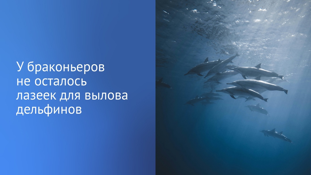 В этом месяце вступил в силу закон, запрещающий вылавливать морских млекопитающих в культурно-просветительских целях.