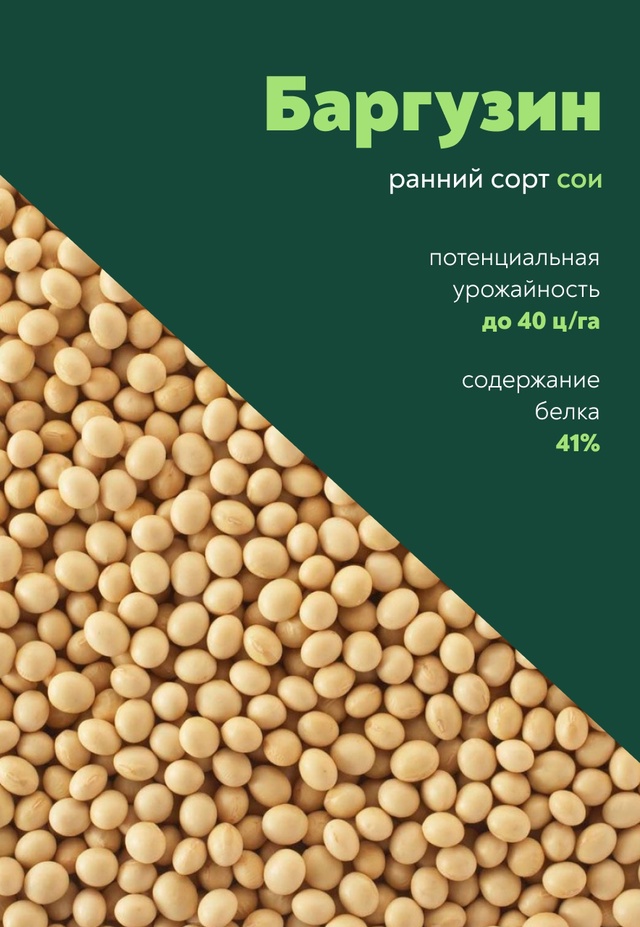 Баргузин – очень ранний сорт сои, который дает хорошие урожаи на полях от Крыма до Забайкальского края!