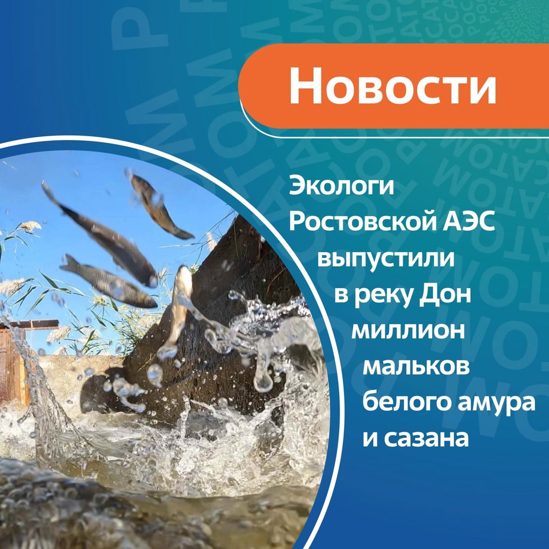 Экологи Ростовской АЭС выпустили в реку Дон миллион мальков белого амура и сазана