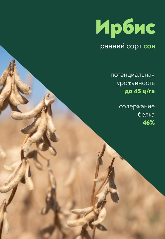 Ирбис, но не снежный барс А селекционная разработка наших ученых!