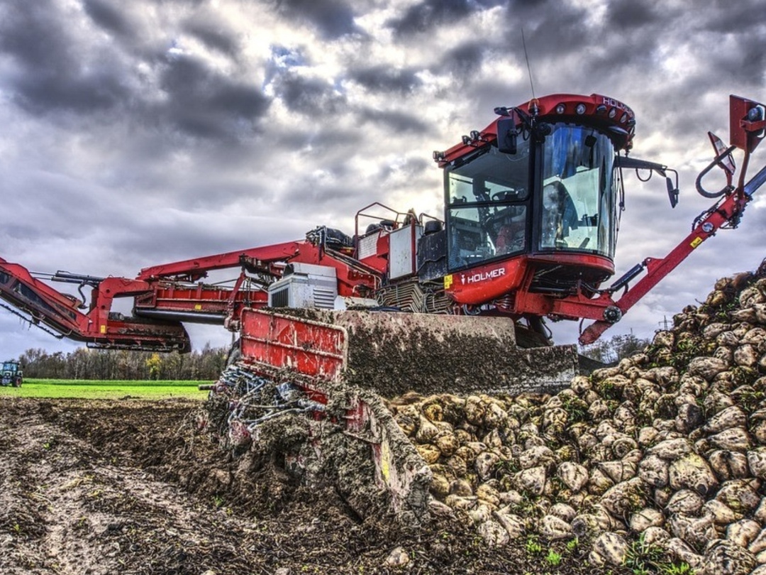 На 15 ноября урожай сахарной свеклы был убран с 96,4% площадей