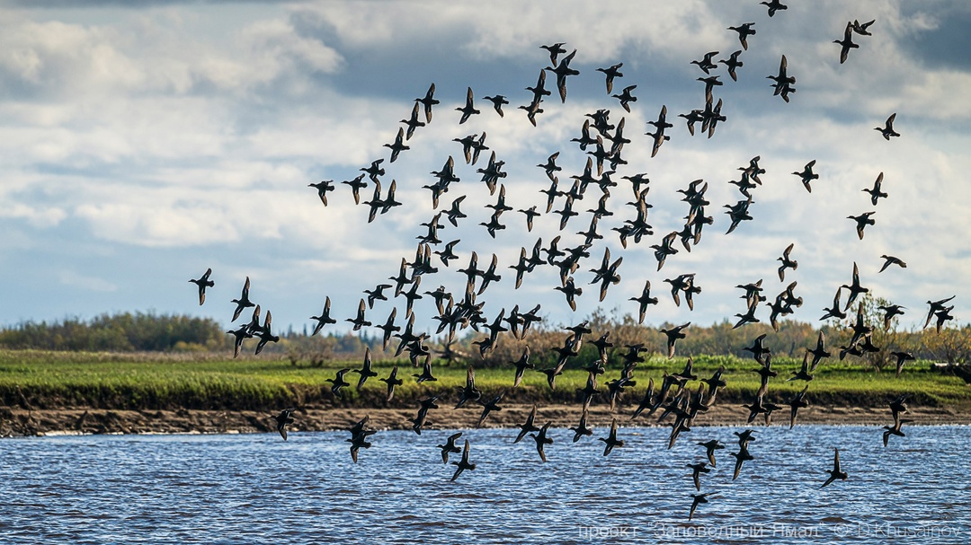 Золотые леса с яркой морошкой на зеленом мхе, бесконечные водные просторы и нетронутые дикие земли — путешествуем дальше по «Заповедному Ямалу».