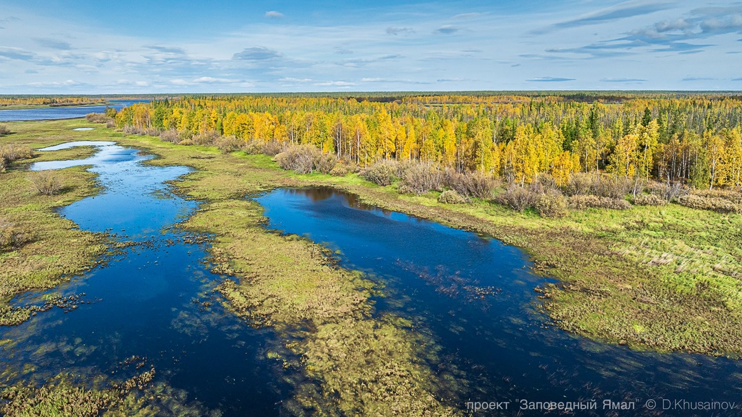Золотые леса с яркой морошкой на зеленом мхе, бесконечные водные просторы и нетронутые дикие земли — путешествуем дальше по «Заповедному Ямалу».