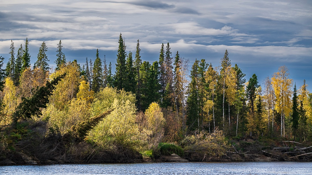 Золотые леса с яркой морошкой на зеленом мхе, бесконечные водные просторы и нетронутые дикие земли — путешествуем дальше по «Заповедному Ямалу».
