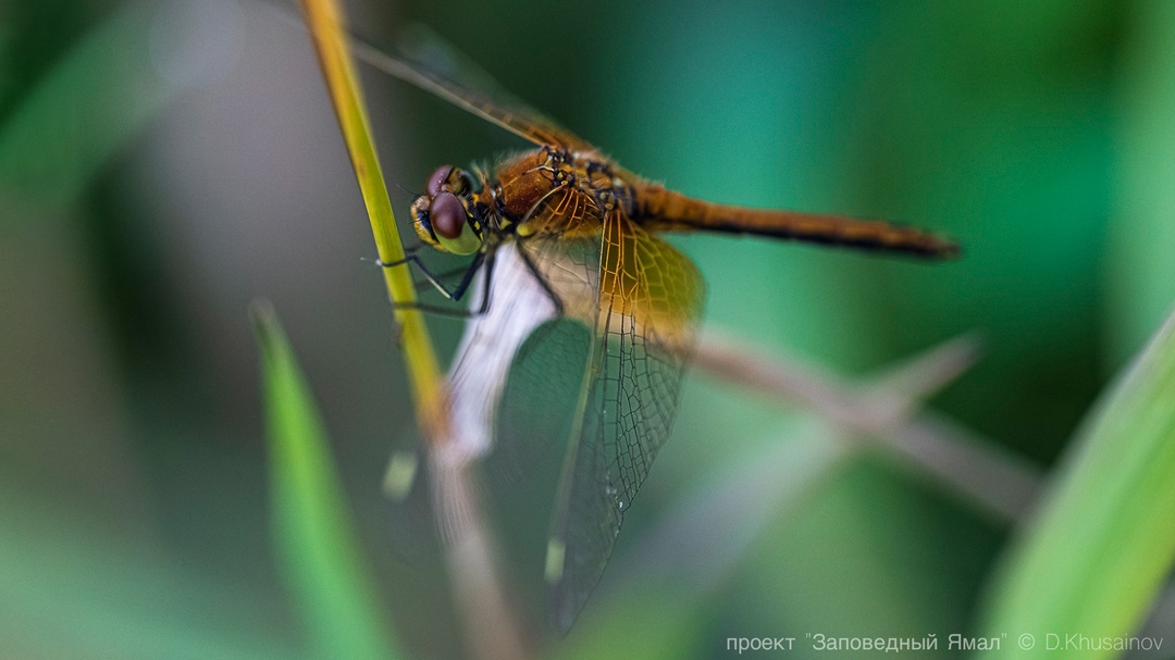 Золотые леса с яркой морошкой на зеленом мхе, бесконечные водные просторы и нетронутые дикие земли — путешествуем дальше по «Заповедному Ямалу».