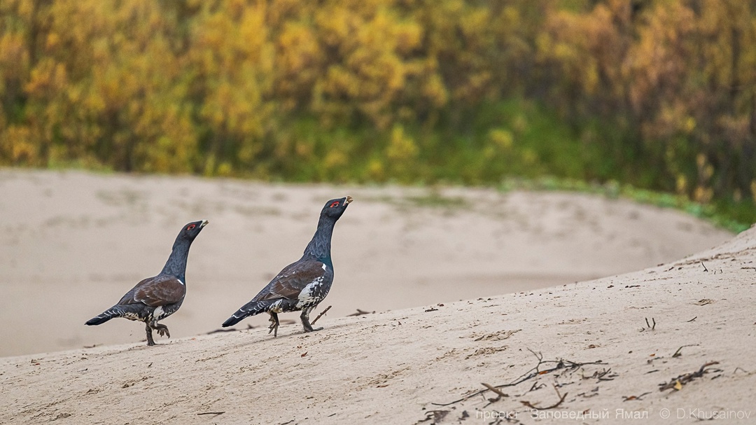 Золотые леса с яркой морошкой на зеленом мхе, бесконечные водные просторы и нетронутые дикие земли — путешествуем дальше по «Заповедному Ямалу».