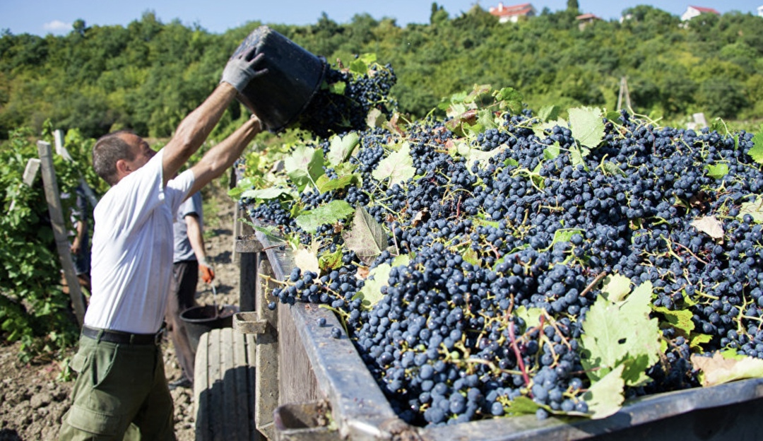 В Краснодарском крае собрали 235,5 тыс. т винограда, что на 14% ниже уровня прошлого года, сообщил начальник отдела растениеводства Министерства сельского…