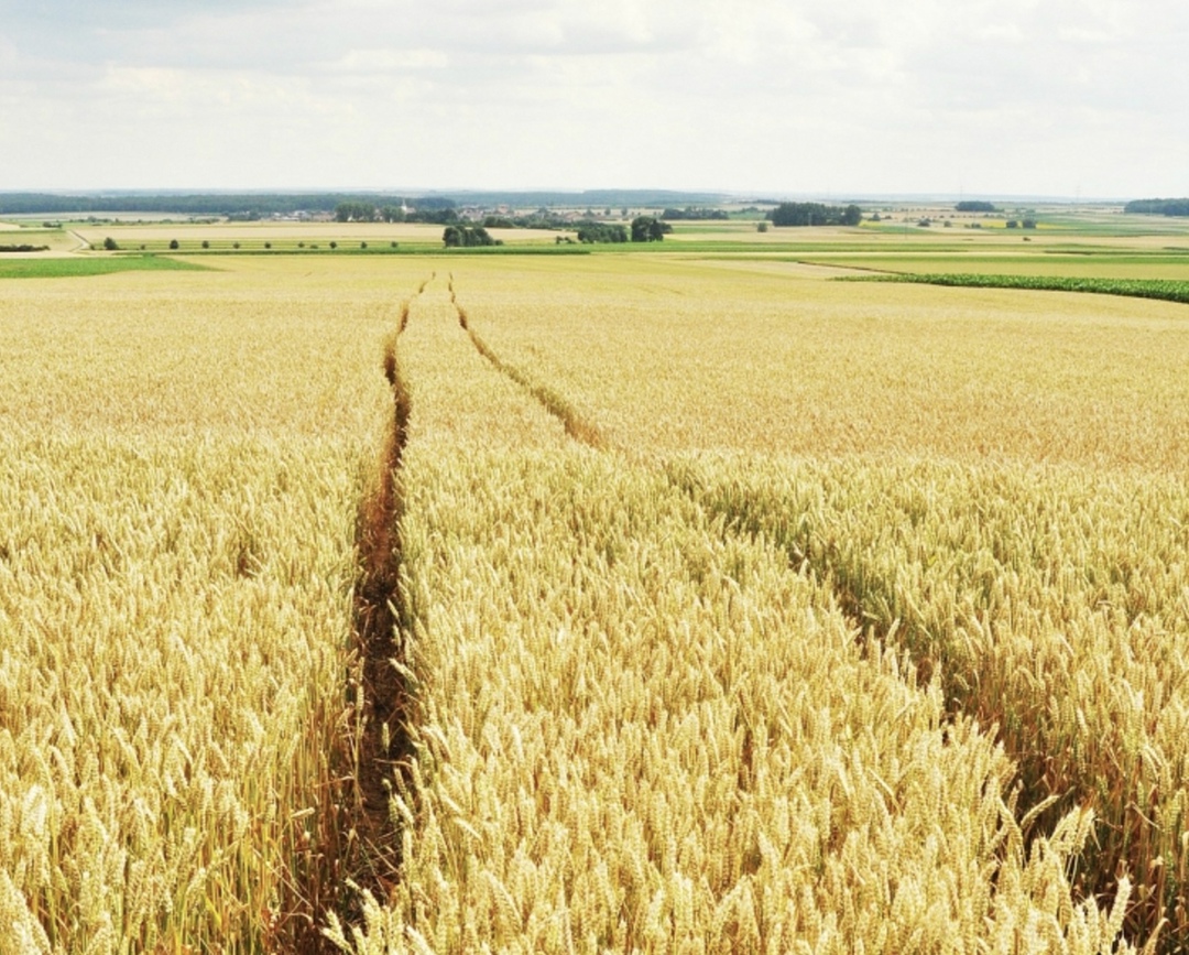 Сбор зерна, по данным на 26 ноября, составил 132 млн т в бункерном весе, что на 19,3 млн т меньше, чем на аналогичную дату прошлого года, пишет «Интерфакс» со…