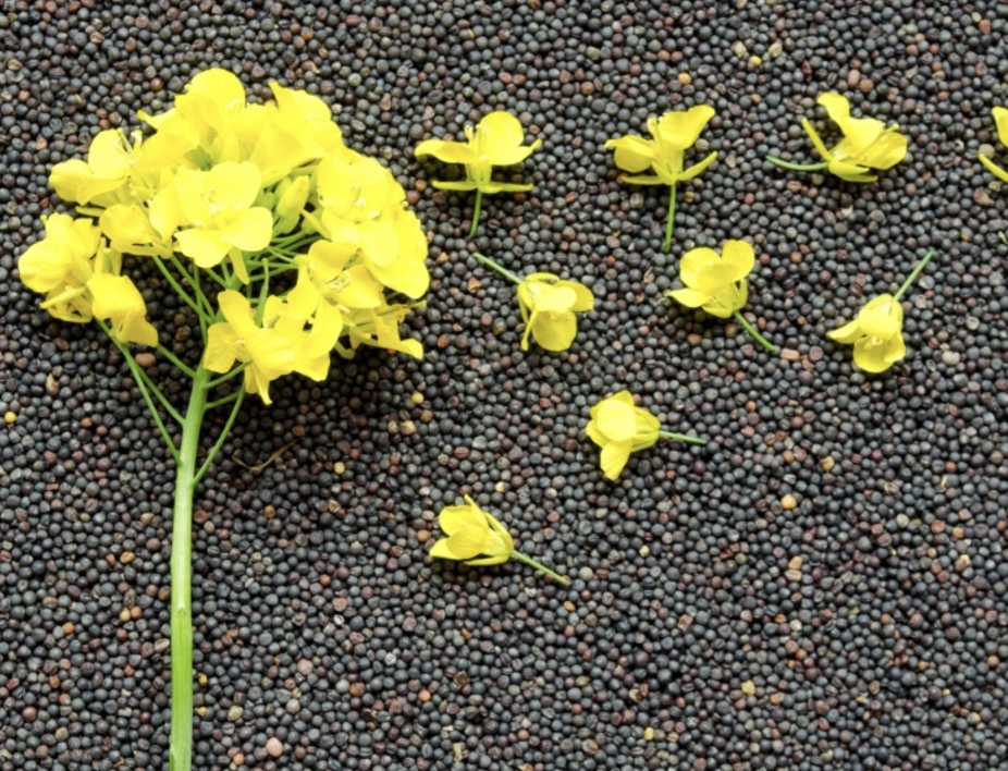 Квота на экспорт маслосемян рапса из Забайкальского края составит 23,166 тыс. т до 31 августа 2025 года, говорится в постановлении правительства