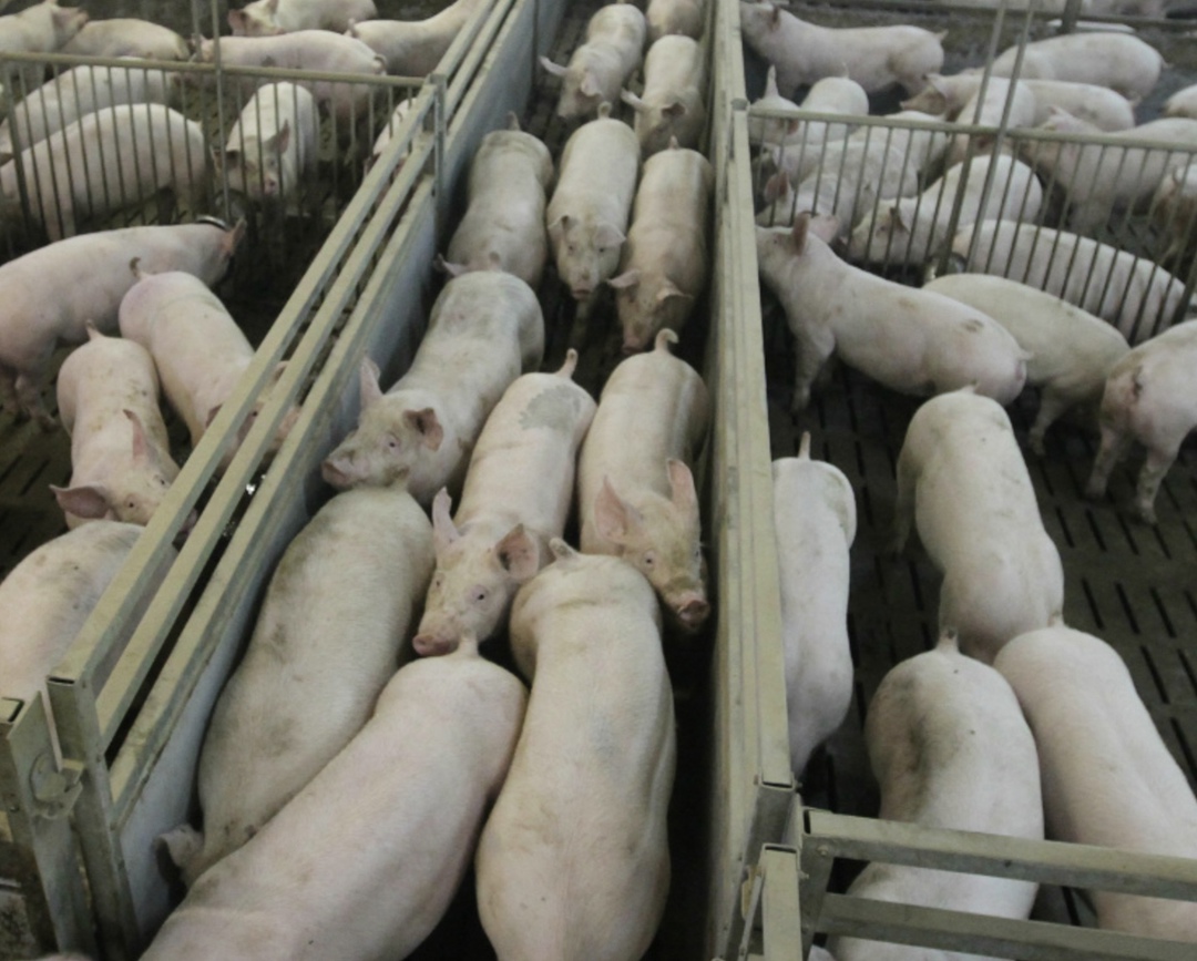 По прогнозу Минсельхоза, производство свиней на убой к 2030 году увеличится на 25% относительно 2023-го, или на 1,13 млн т, до 7,19 млн т в живом весе