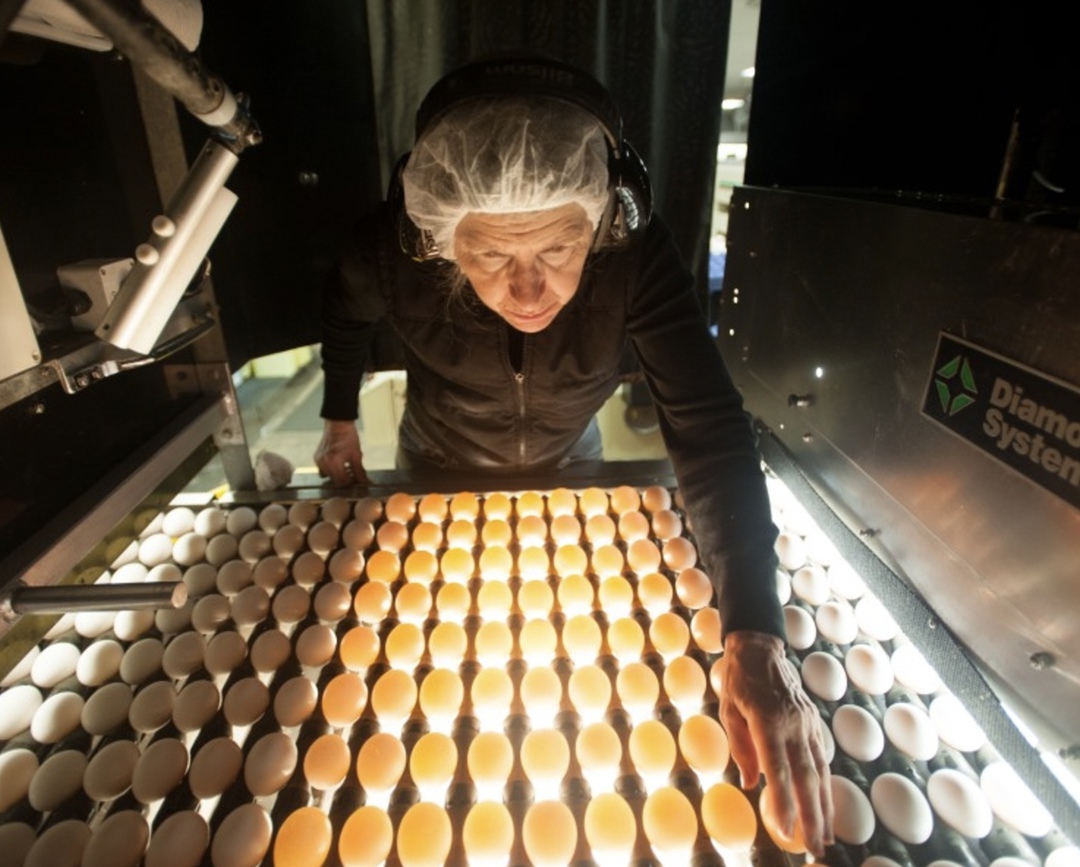 Компания «Башкирский бройлер» (входит в агрохолдинг «УК Стар Нафта») построит в Альшеевском районе Башкирии репродуктор мощностью 73 млн яиц в год, сообщает…