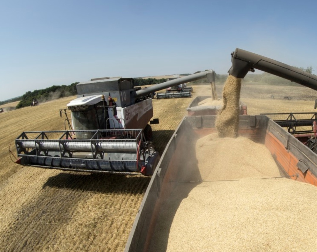 По оценке аналитического центра «СовЭкон», в январе экспорт пшеницы из России составит 1,8-2,2 млн т против 3,6 млн т годом ранее. За первые две недели января…