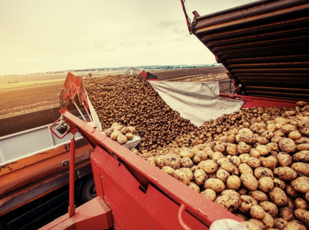 Производство картофеля по итогам прошлого года сократилось в связи с неблагоприятными погодными условиями, при этом урожай остался на достойном уровне — 7,2…