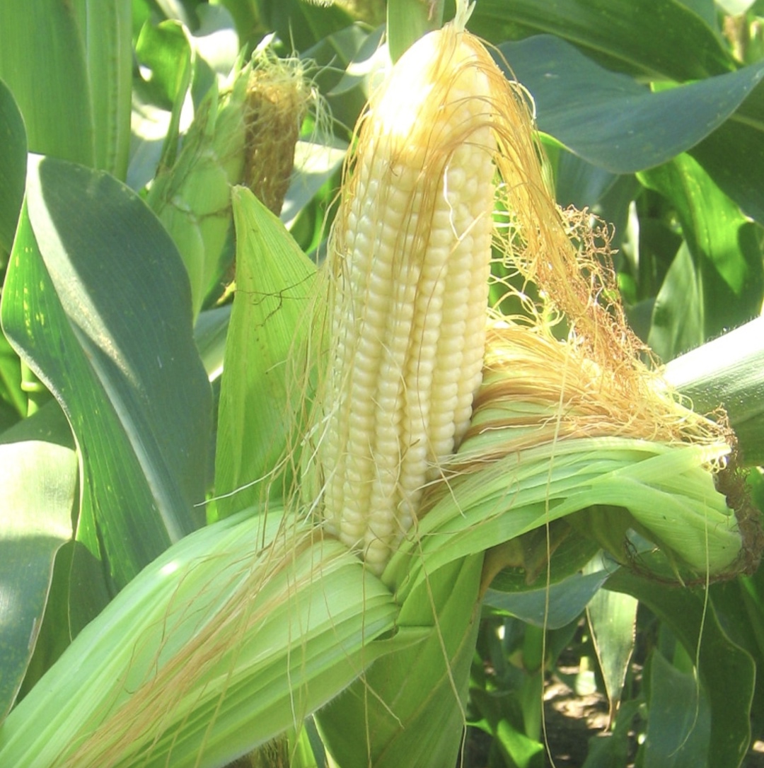 Минсельхоз рассматривает возможность открытия в Центрально-Африканской Республике (ЦАР) площадок для совместных испытаний сортов и гибридов кукурузы, сорго и…