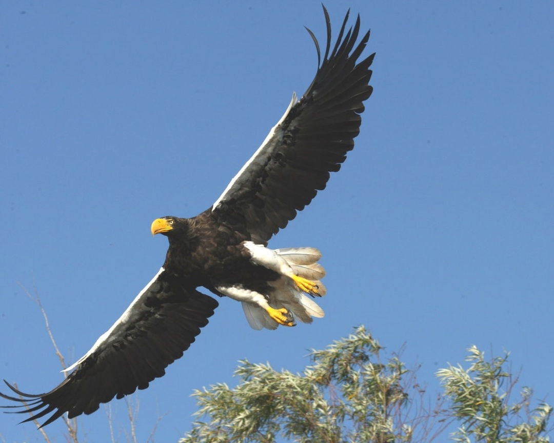 Под сильным крылом Комсомольский НПЗ «Роснефти» завоевал награду на конкурсе Хабаровского края «Эколидер» за инициативу по сохранению белоплечего орлана —…