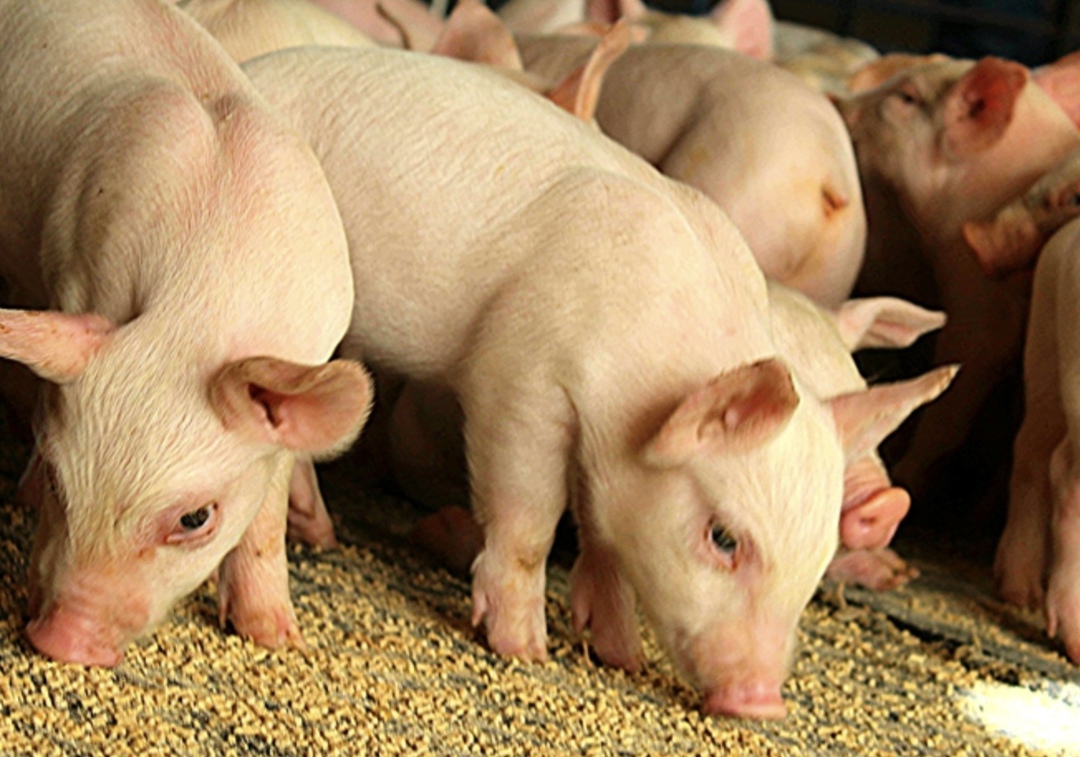 Группа компаний «Агропромкомплектация» начала поставлять корма на свои свинокомплексы с нового комбикормового завода в Рязанской области «АПК Комби Ряжск»,…