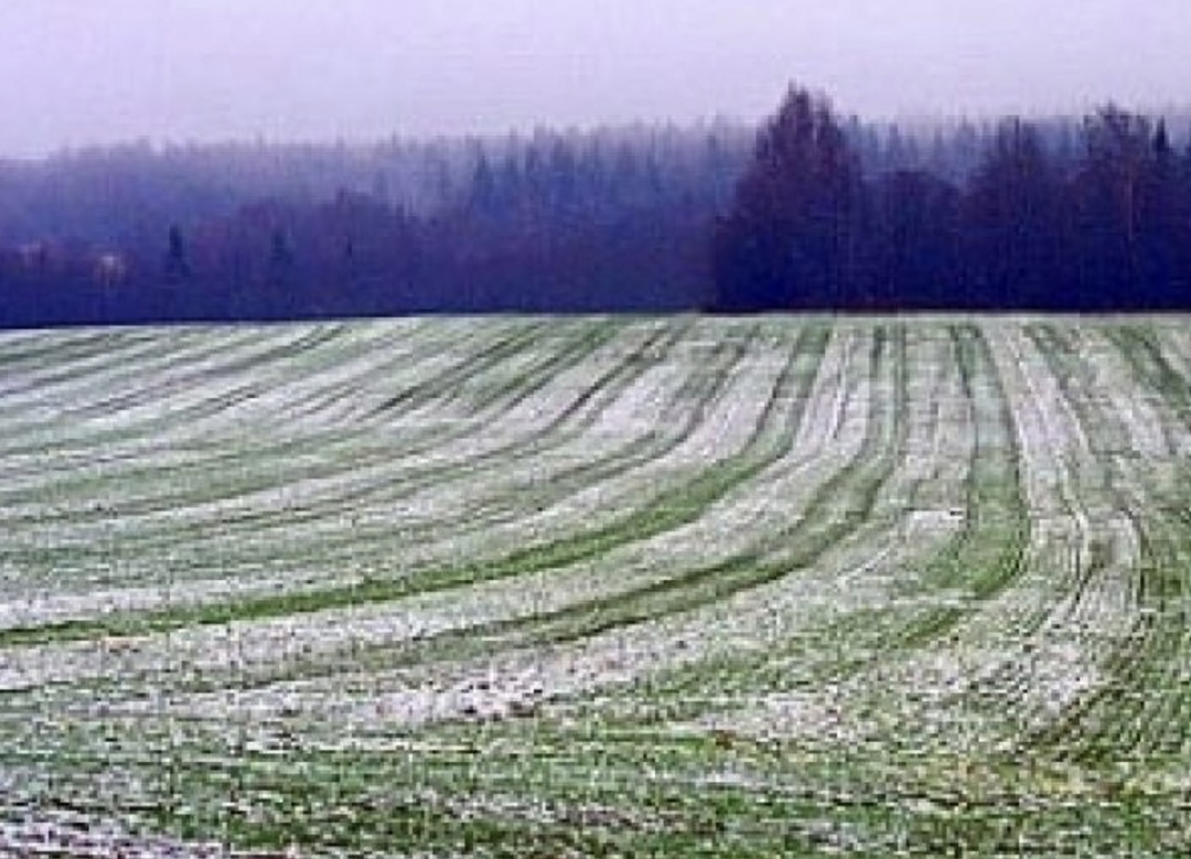 Хотя озимые находятся в ослабленном состоянии, ситуация с их посевами нормальная, однако в условиях малоснежной зимы угрозу растениям могут представлять морозы