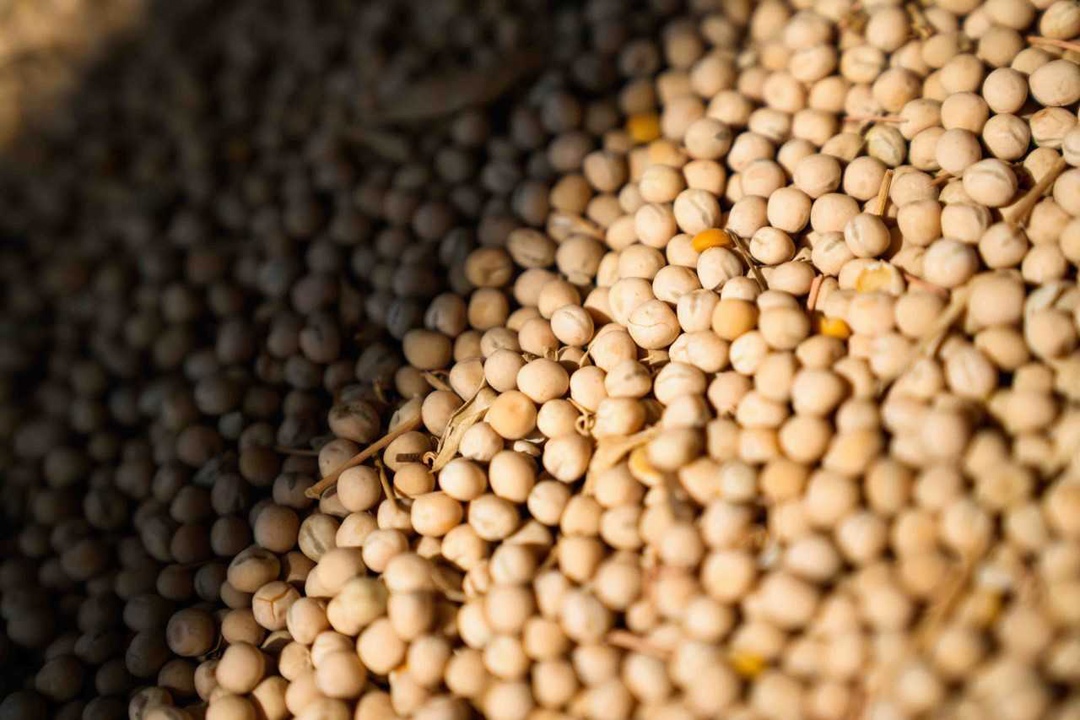 В 2025 году агрохолдинг «Степь» отказался от использования импортных семян гороха в своем производстве