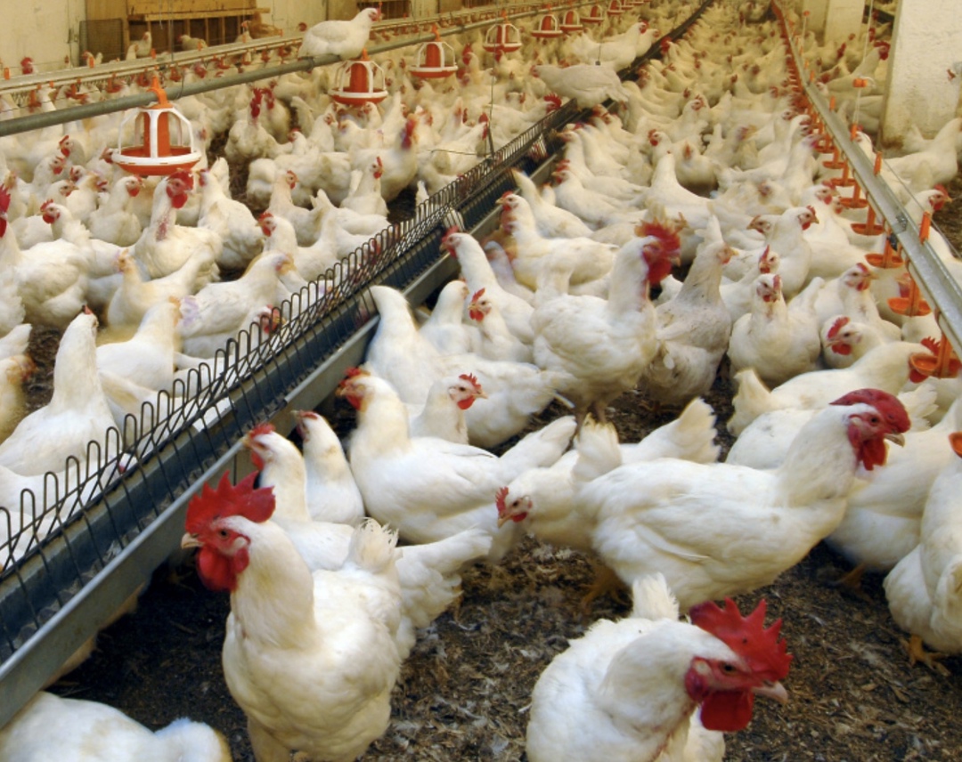 Россия предложила Ирану рассмотреть возможность создания совместной программы по селекции кур