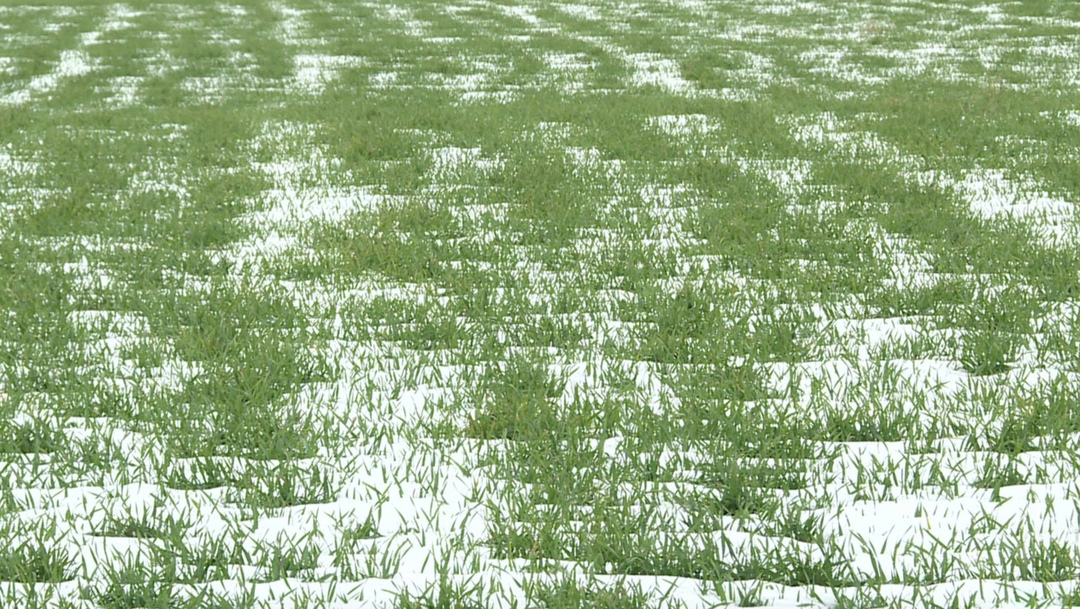 По данным Национального союза агростраховщиков (НСА), в зоне бесснежного прохождения зимы в этом году расположено около 3,7 млн га застрахованных озимых