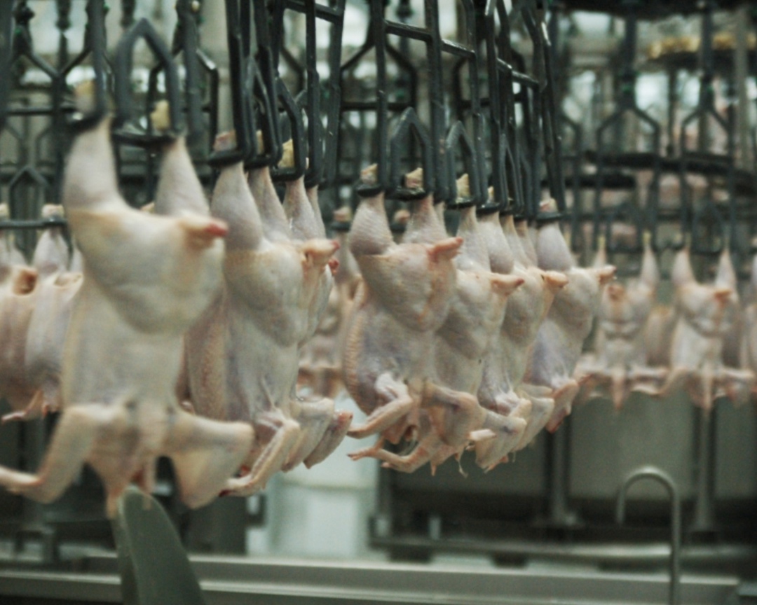 Структуры «Агрокомплекса» им. Н. И. Ткачева («Агрокомплекс “Выселковский”») могут выкупить компанию «Приосколье», сообщает «Коммерсантъ» со ссылкой на свои…