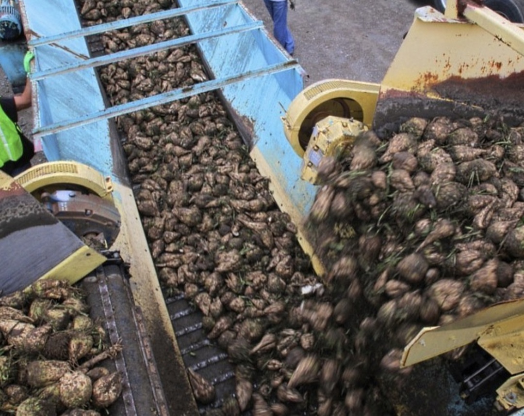 По данным аналитической службы Союзроссахара, за прошедшую неделю переработку сахарной свеклы урожая 2024 года завершили шесть сахарных заводов. По состоянию…