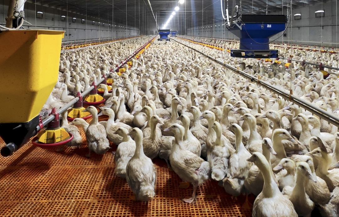 Новосибирская птицефабрика «Улыбино» в конце прошлого года отгрузила первую партию субпродуктов утки объемом 26 т в Китай, сейчас для отгрузки туда готовится…