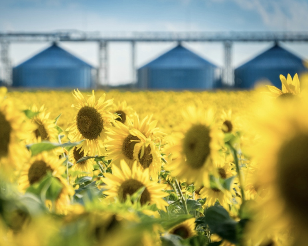 По данным портала OilWorld на 17 января, в первые недели нового года цена закупки на подсолнечное масло на Европейской территории страны снизилась на 6,5-8,5…