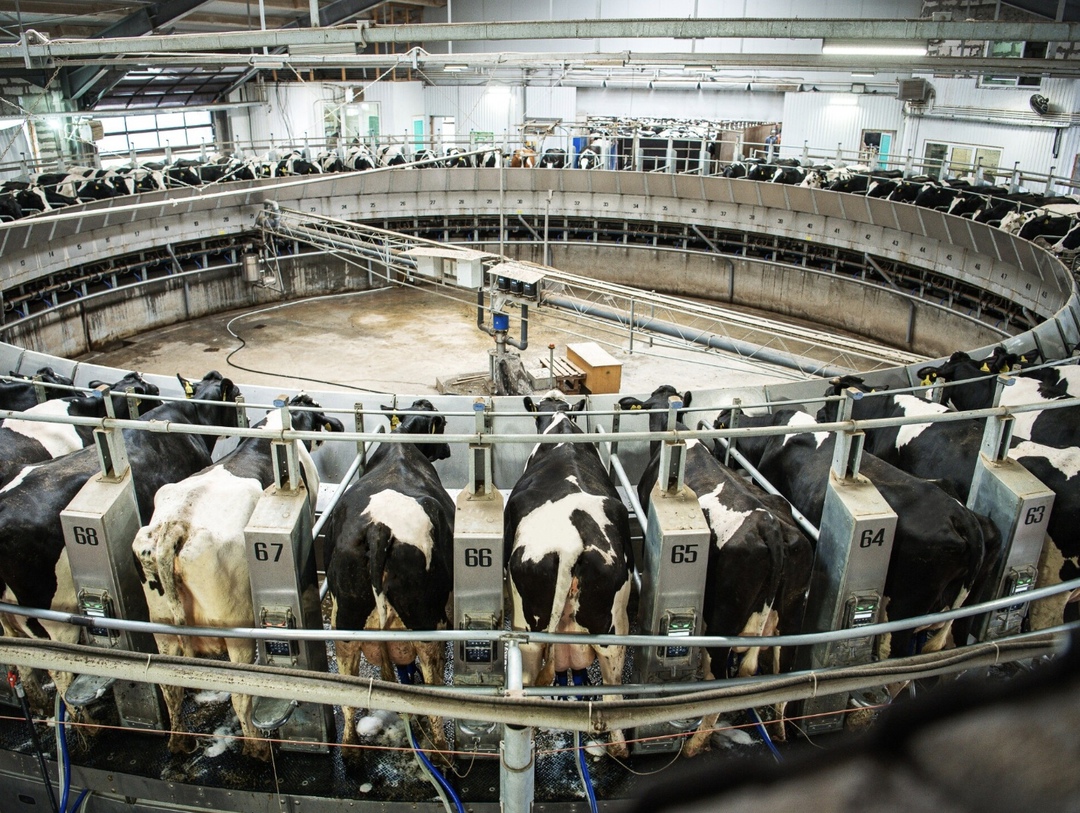 ГК «ЭкоНива» в 2024 году произвела 1,35 млн т сырого молока - на 7% больше, чем в 2023-м (1,26 млн т), рассказал президент холдинга Штефан Дюрр в кулуарах II…