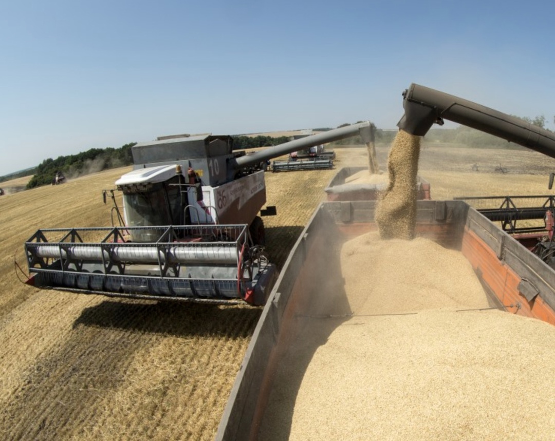 Аналитический центр «СовЭкон» оставил прогноз производства российской пшеницы в 2025 году без изменений на уровне 78,7 млн т против 82,4 млн т годом ранее