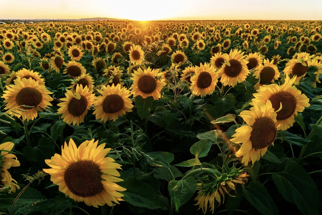 Семена подсолнечника отечественной селекции в этом году займут 55% рынка, а к 2027-му этот показатель достигнет целевых 75%, установленных Доктриной…