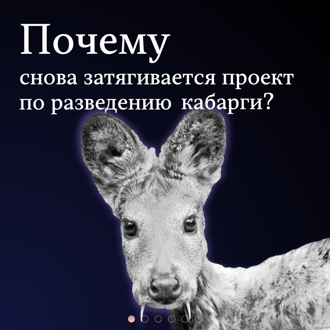 Счетная палата провела очередную проверку реализации проекта по созданию научно-клинической лаборатории с питомником для кабарги и вновь зафиксировала срыв…