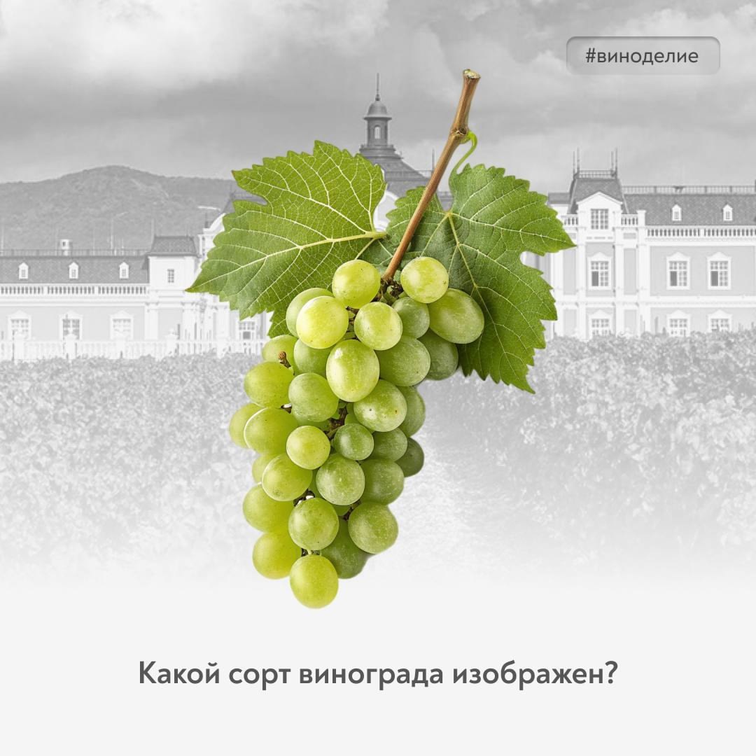 Стать винным экспертом #винный_квиз – наша новая рубрика, в которой вы можете проверить свои знания о производстве винограда и вина.