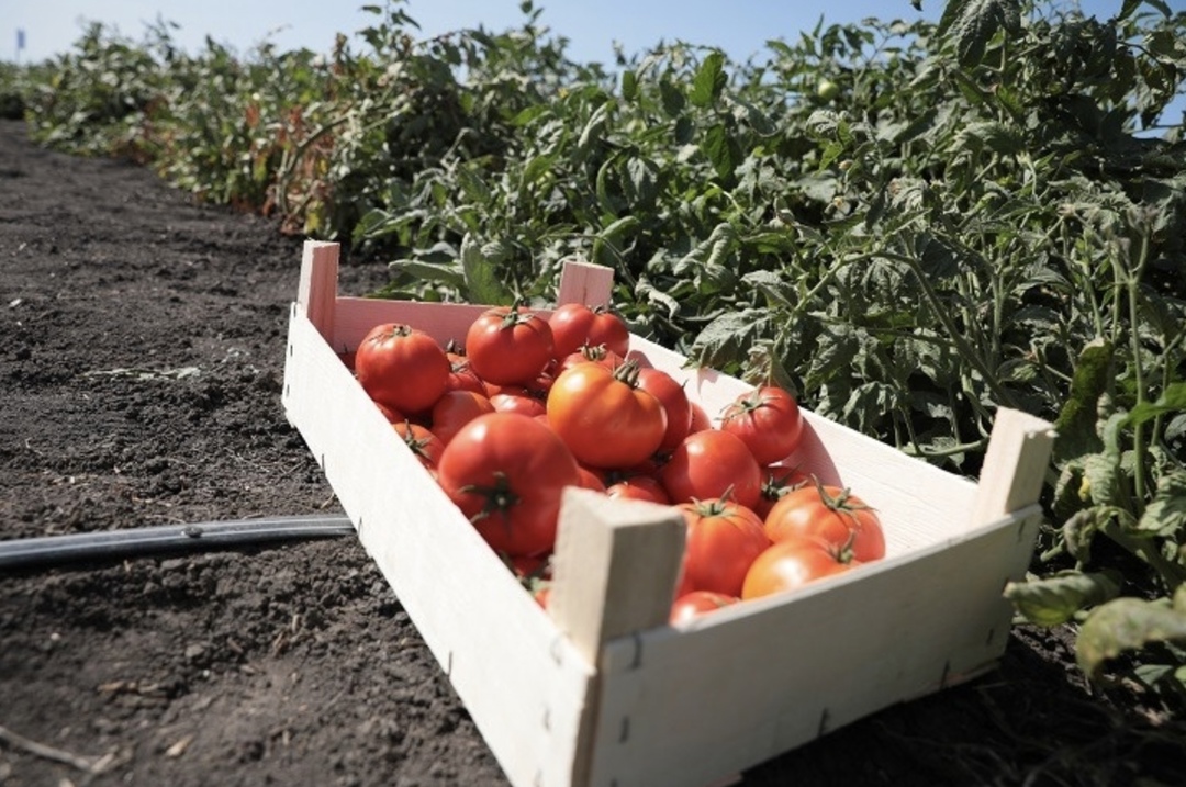 Производители овощей, в том числе тепличных, смогут рассчитывать на дополнительную господдержку